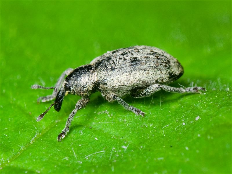 Curculionidae Latreille, 1802